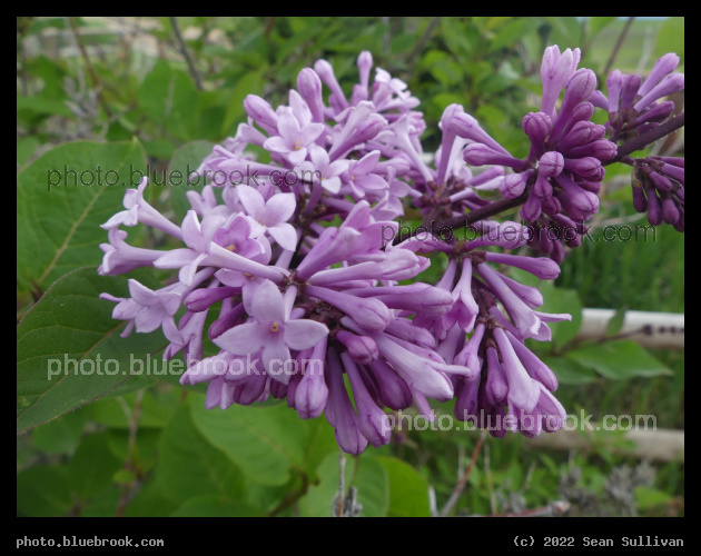 Spring Lilacs - Corvallis MT