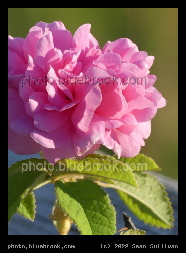 Pink Petals and Green Leaves - Corvallis MT