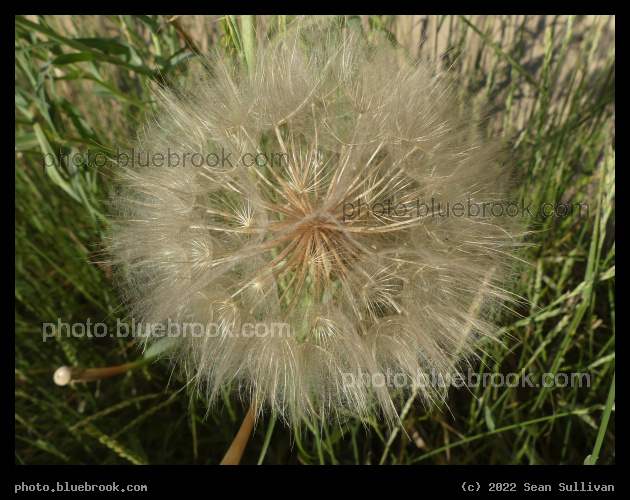 July Goatsbeard - Corvallis MT