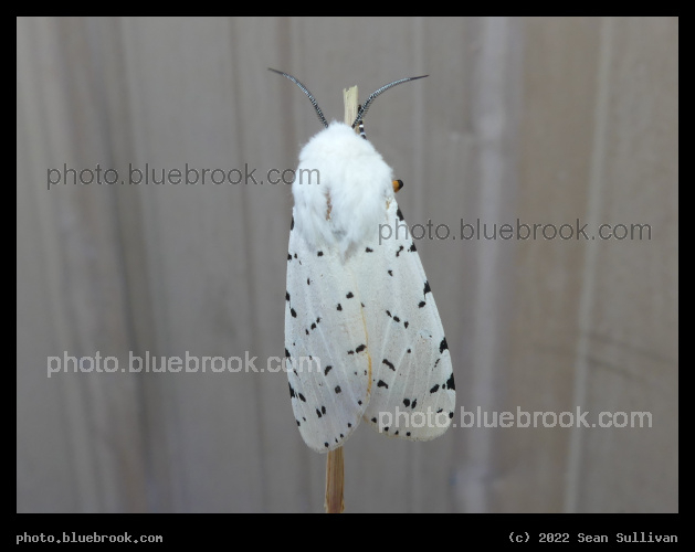 The Side with Spots - Corvallis MT