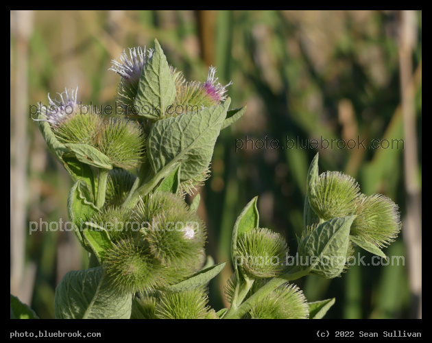 Spiky Green Balls - Corvallis MT