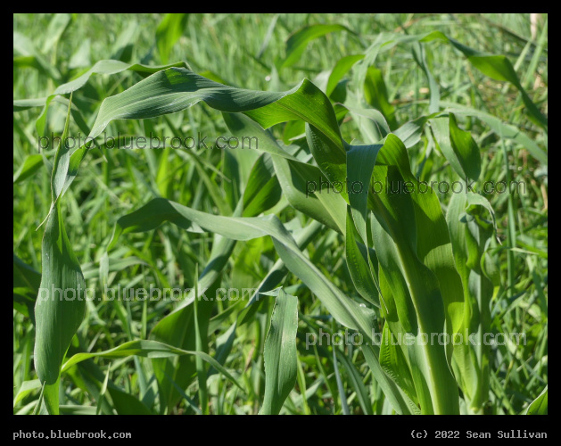 Emerald Leaves - Corvallis MT