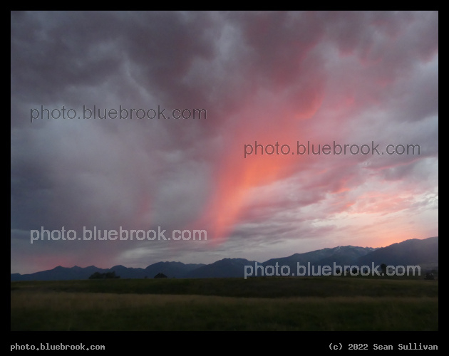 Pink Rain - Corvallis MT