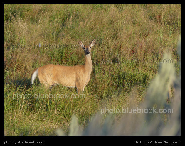 Alert Deer - Corvallis MT