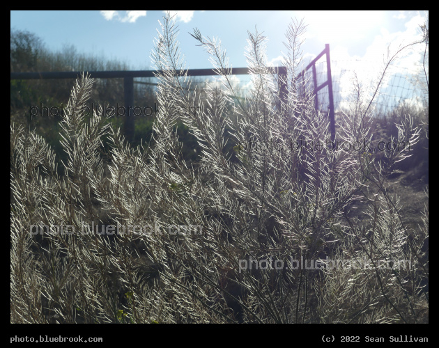 Silvery Feathered Plants - Corvallis MT