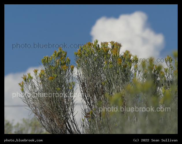 Middle Focus - Corvallis MT