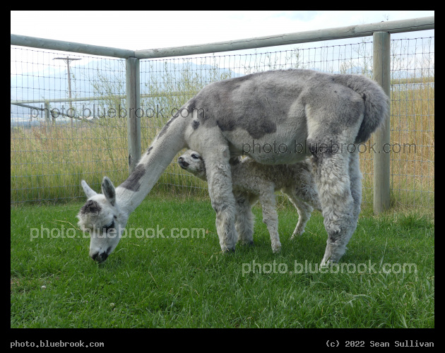 Xian and Xavier - Corvallis MT
