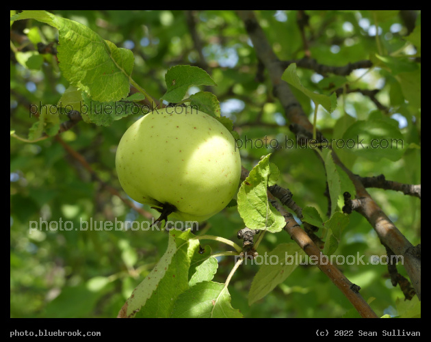 Small Apple - Victor MT