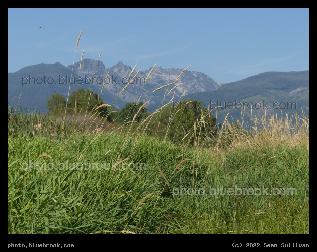 Grasses below the Bitterroots - Victor MT