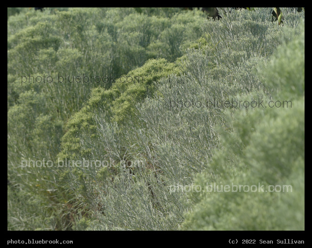 Silvery Greens - Victor MT