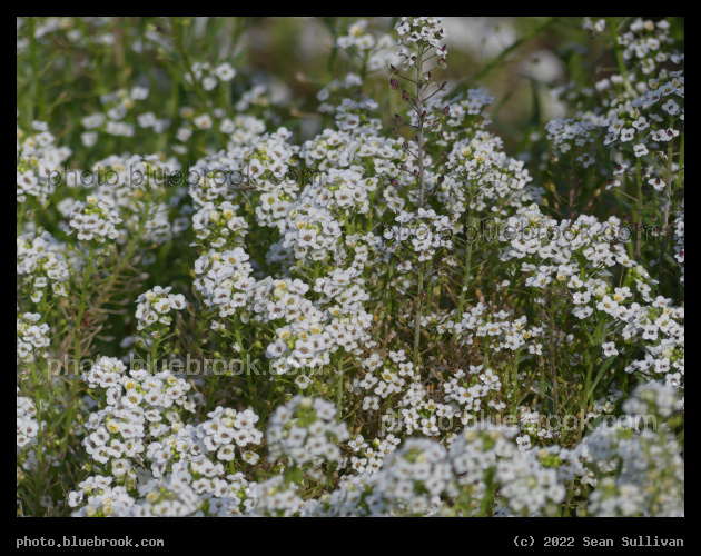 Sweet Alyssum - Victor MT