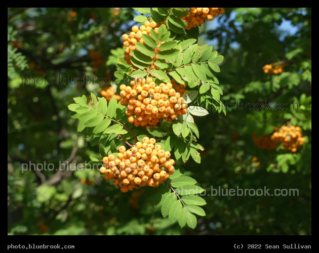 Orange Berries - Victor MT