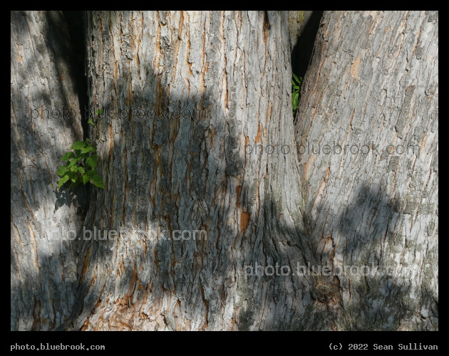 Meeting of Trunks - Victor MT
