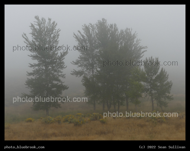 Trees and Flowers in the Fog - Corvallis MT