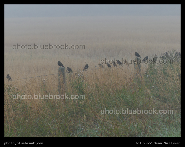 Line of Birds - Corvallis MT