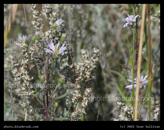Assortment of Plant Textures - Corvallis MT