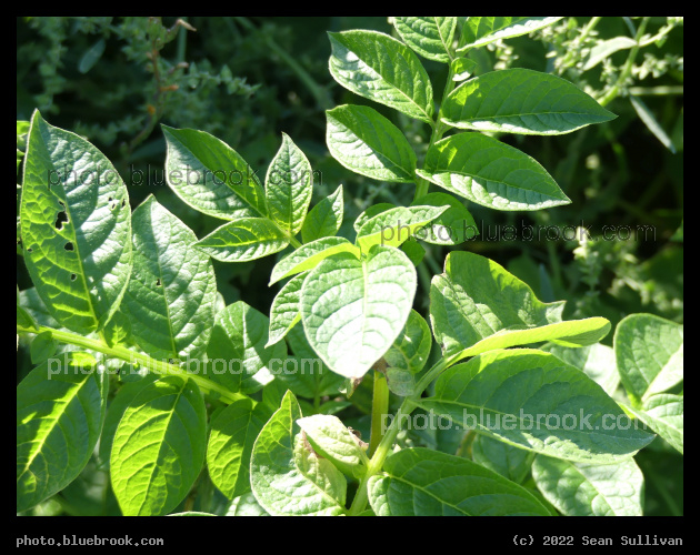 Potato Plant in the Sun - Corvallis MT