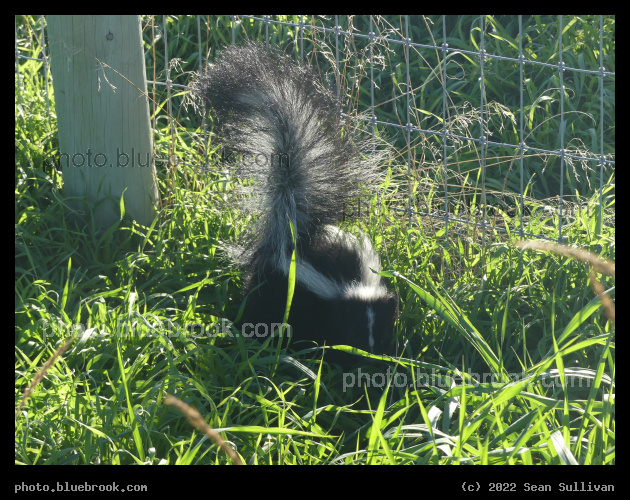 Not a Cat - Corvallis MT