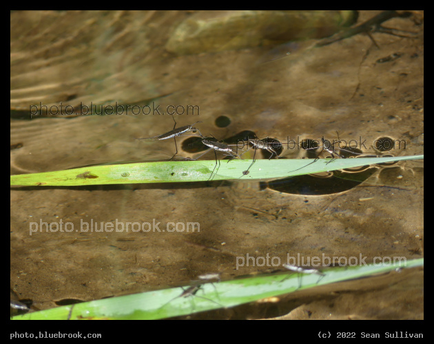 Water Strider Convention - Corvallis MT