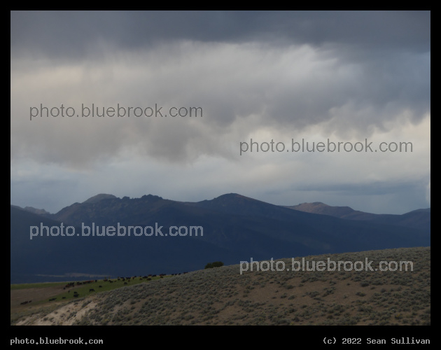 Distant Cows under Gray Skies - Corvallis MT