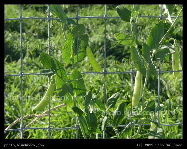 Pea Pods in October - Corvallis MT