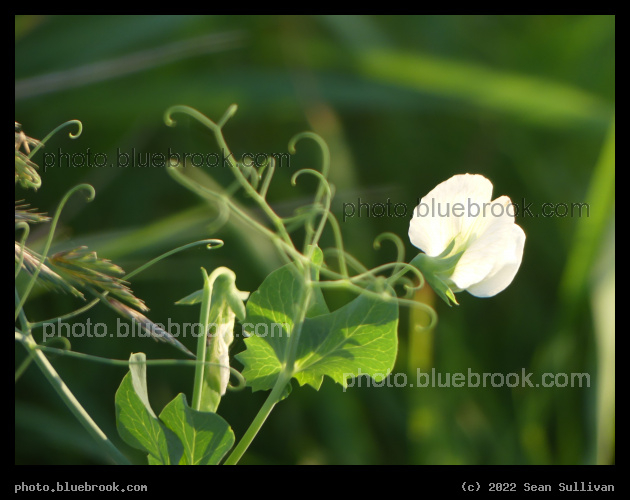 Pea Tendrils - Corvallis MT
