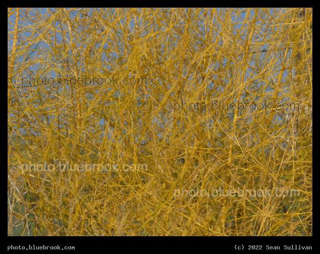 Yellow Tangle - Corvallis MT