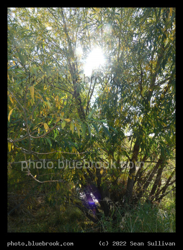 Sunlight through the Willow - Corvallis MT