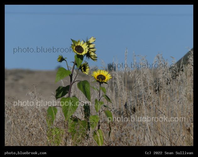 Sunflower Cluster - Corvallis MT