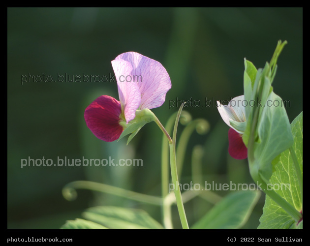 Pink and Maroon Pea Flower - Corvallis MT
