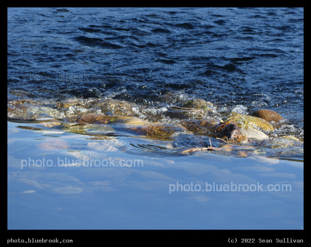 Flowing over Rocks - River Park, Hamilton MT