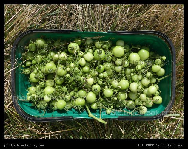 Green Tomato Harvest - Corvallis MT