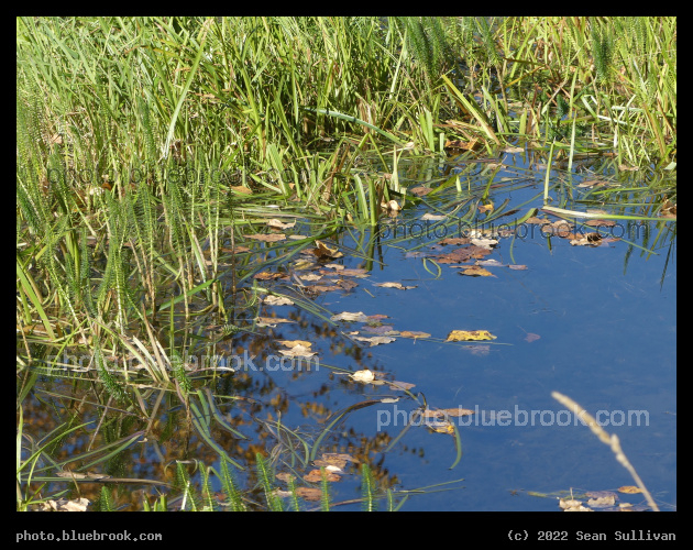 Autumn Pond - River Park, Hamilton MT