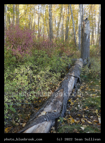 Sound Test - River Park, Hamilton MT