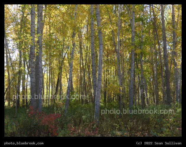 November 4 - River Park, Hamilton MT