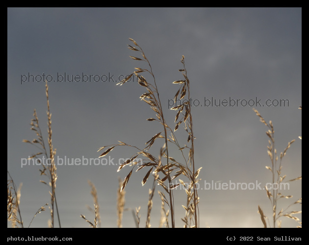 November Grasses at Sunset - Corvallis MT