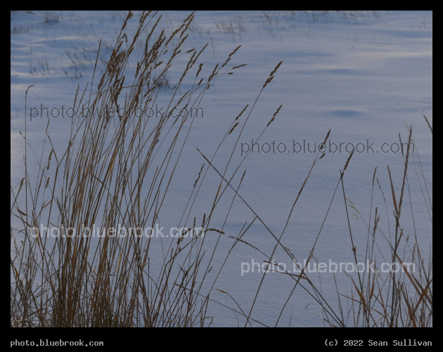 November Grasses at Sunset in Snow - Corvallis MT