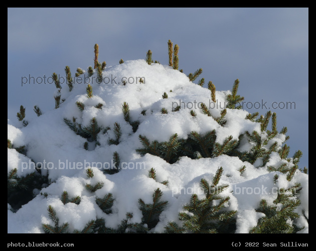 New Winter Coat - Corvallis MT