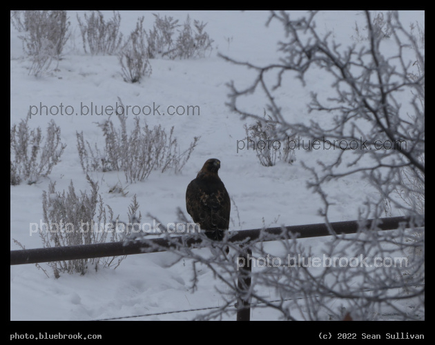 Red Tailed Hawk in November - Corvallis MT