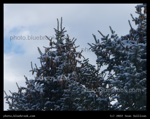 A Plethora of Cones - Corvallis MT