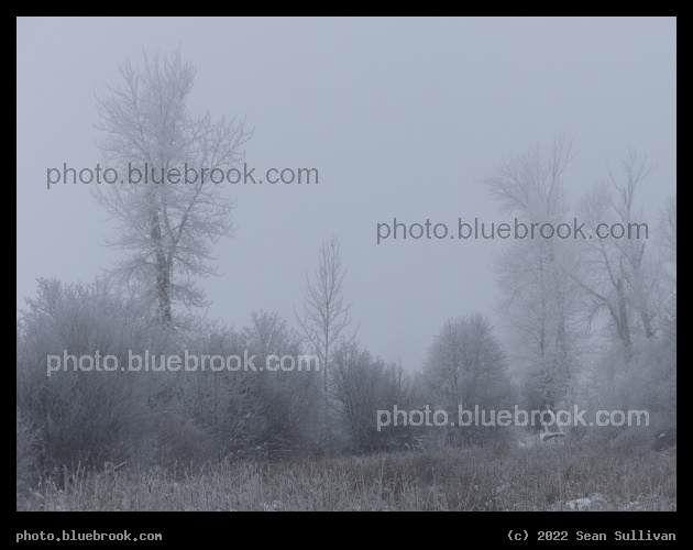 Frosted November - Victor Crossing, MT
