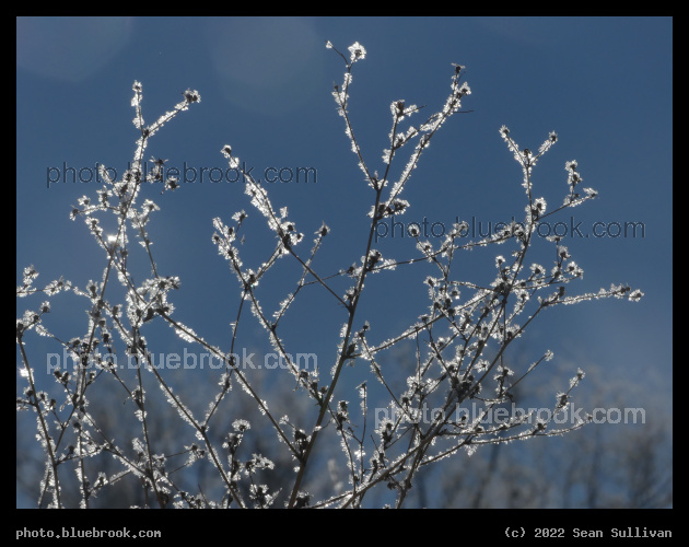 Sunlight and Hoarfrost - Corvallis MT