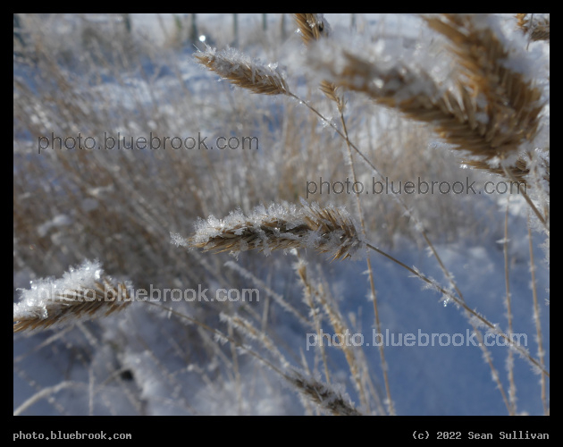 Icy Grass - Corvallis MT