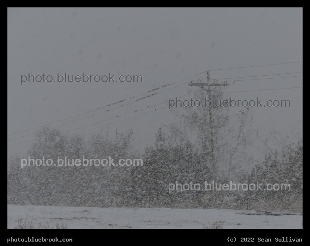 Birds in a Snow Globe - Corvallis MT