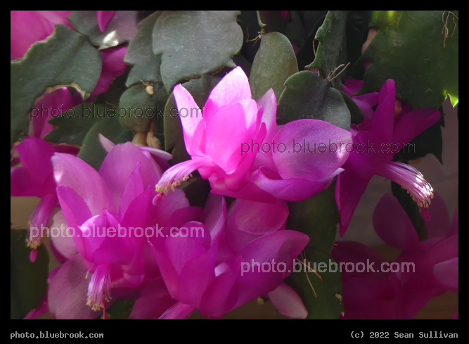 Prolific Christmas Cactus Blooms - Corvallis MT