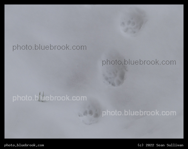 Cat Prints - Corvallis MT