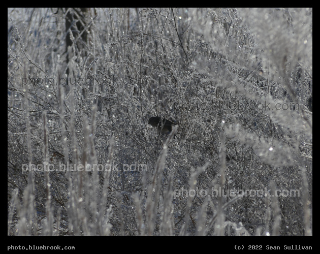 Bird in a Frozen World - Corvallis MT
