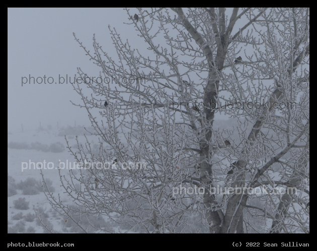 Winter Perches - Corvallis MT