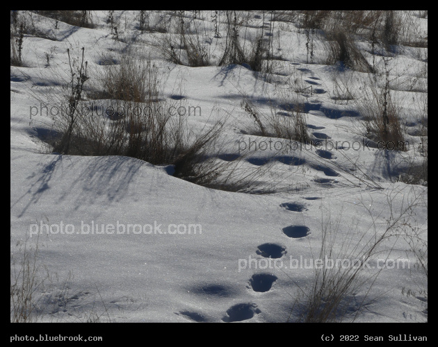 Field with Snow - Corvallis MT