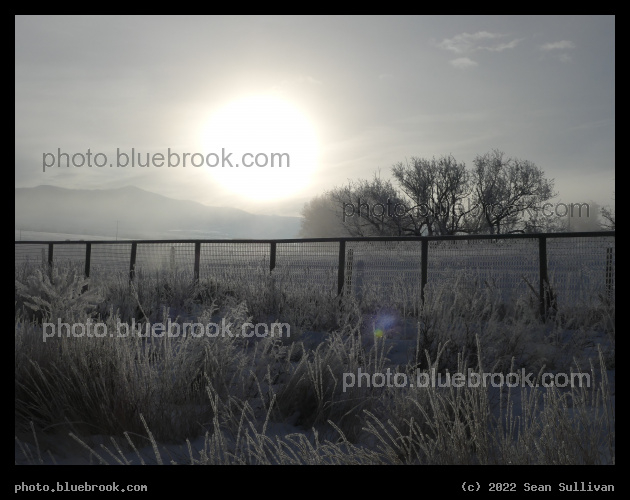 Winter Radiance - Corvallis MT